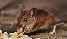 24 Hour & Emergency Exterminators in Mentor, OH